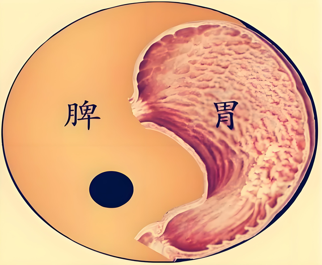 胃强脾弱就别再乱补了！一味中成药，帮你补足一身气血！