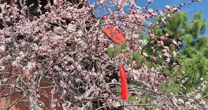 七步神经重塑法