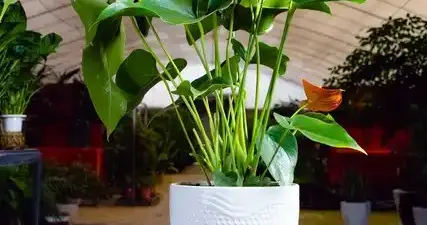 广东一宝妈，因红掌“常年开花不停”走红，网友：牛人养旺花！