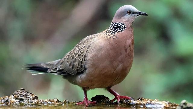 说茶谈鸟：怎一个肥字了得！ 这只珠颈斑鸠
