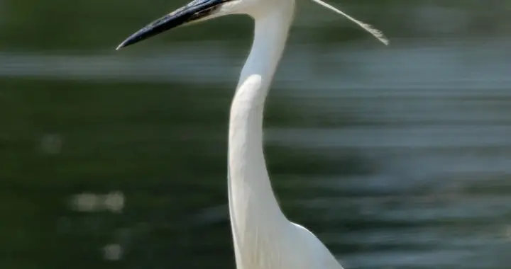 “诗经六义”风、雅、颂、赋、比、兴：一套比较合理、有趣的解释