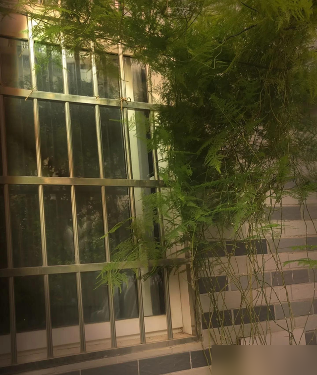 10岁的文竹，被河南妈妈养成“大树”，网友：好霸气，真成精了!