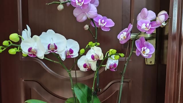 杨姨日常：这一段时间去亲戚家，照顾亲戚两