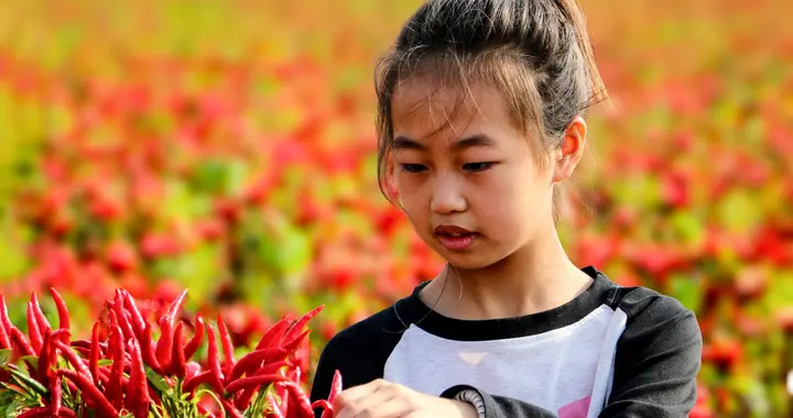 扬名拍到百亩椒