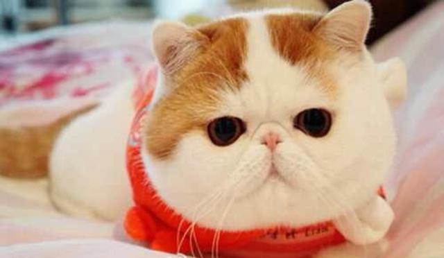 |想减肥又管不住嘴怎么办？中医一方帮你吃着变瘦