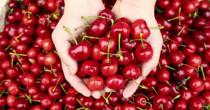 车厘子里的褪黑素能治疗失眠嘛？真相是……