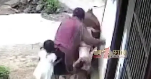 61岁老人门前带孙女，被邻居大黄牛顶翻