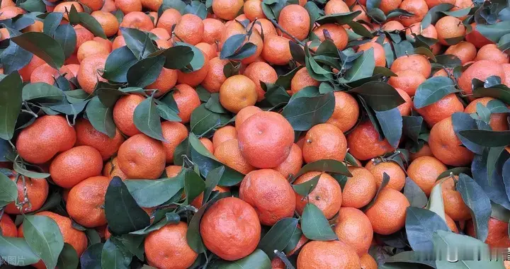 沙糖桔采后管理“黄金三步”：促恢复、控冬梢、保花芽