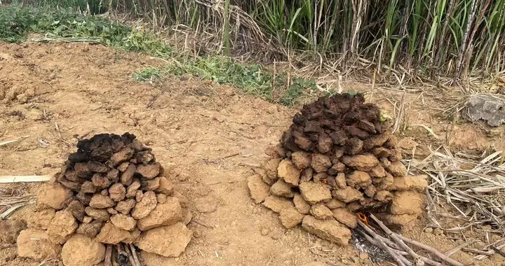 高校羽绒服走红背后：保暖、信誉与情感价值的胜利