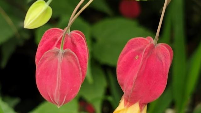 11尔尔散散：有一个台湾的网红过来顺德探