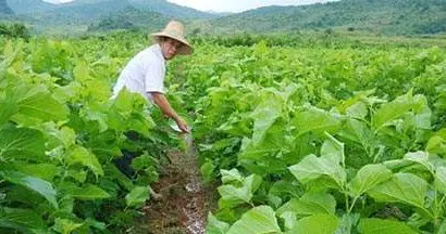 《 农村家庭想增收？这几招农技简单又好用》