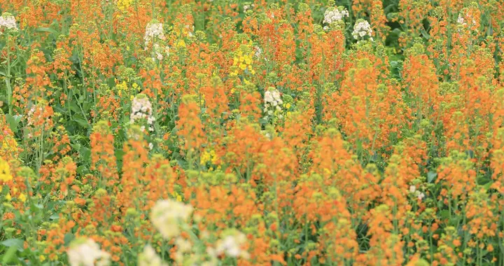 古村花海与现代农旅 丹棱县春日美景引客来