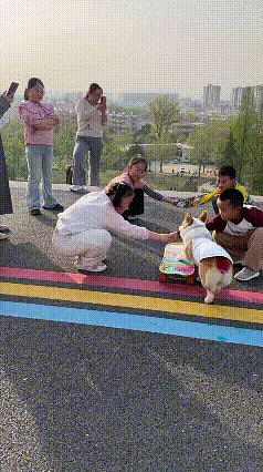 热心枫叶97：全网都在找这只“滑板狗”！