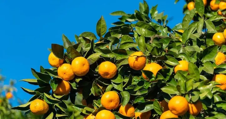 柑橘疮痂病肆虐，清园难题如何解决？一篇文章带你全面掌握！