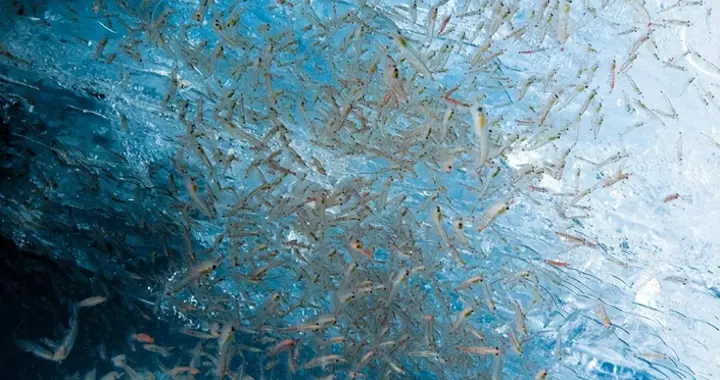 南极磷虾：6~10亿吨的“海上粮仓”，为啥说中国或是最大受益者？