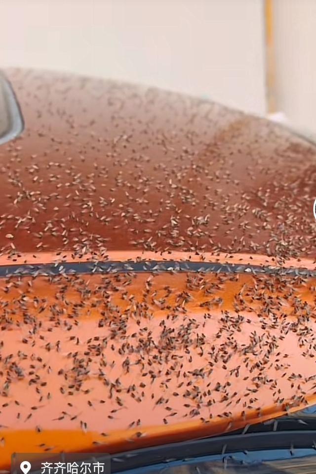 “说话能糊一嘴”，齐齐哈尔小飞虫漫天飞舞