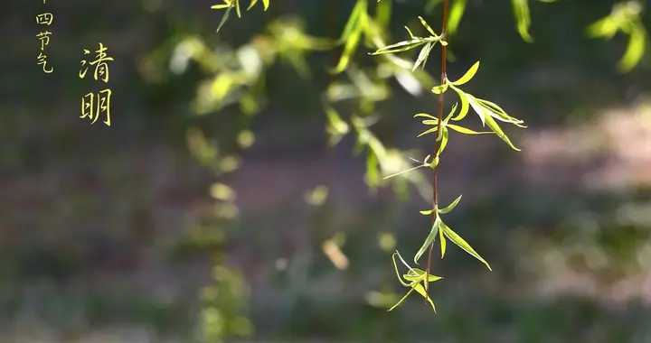 马上又是清明节了！本地的风俗是不是与外地一样啊？