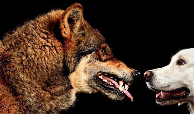 关于狼的14个有趣冷知识，你知道多少个？