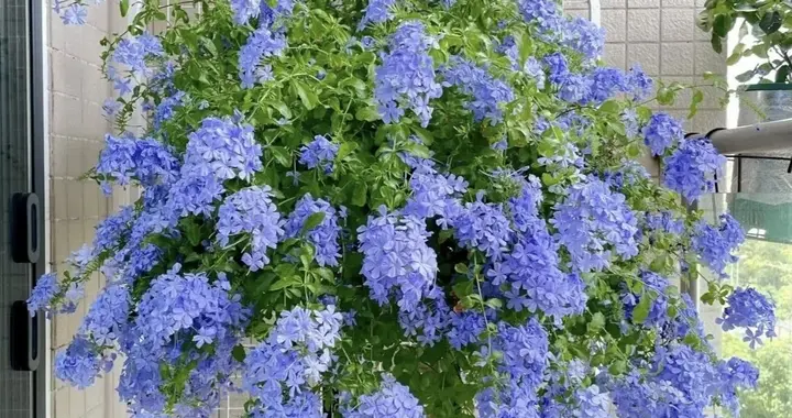 蓝雪花小苗变大苗，7月赶紧“掐一刀”，两个月养成精品盆栽！