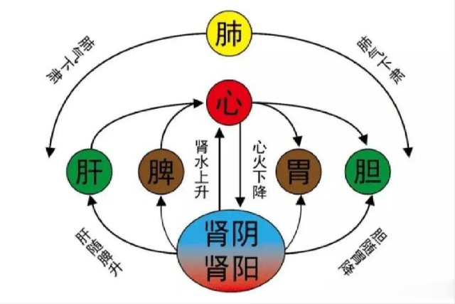 健脾胜过归脾芄，疏肝强过逍遥芄，这方子堪称身体里的“万能王”