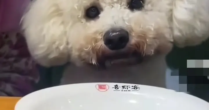 后续，女顾客带狗进店吃饭，老板怒砸600套餐具