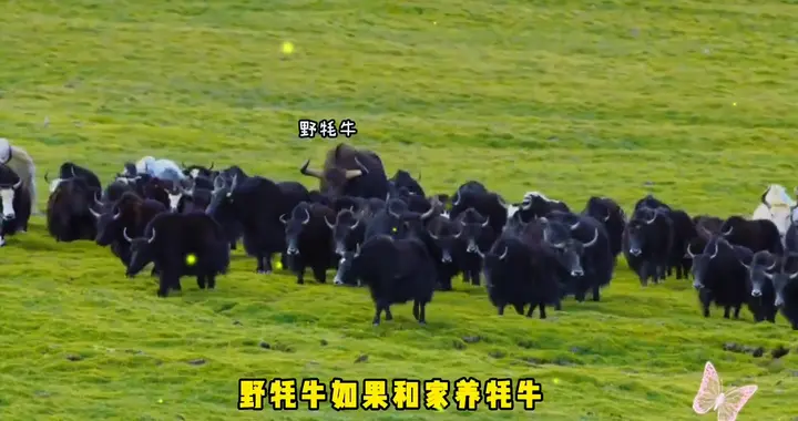 青海1600斤重的野牦牛下山，劫持家养母牦牛上山繁衍！