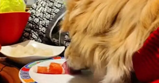 女子带狗上桌吃涮肉后续：女子删视频，店铺决定索赔，评论区炸了