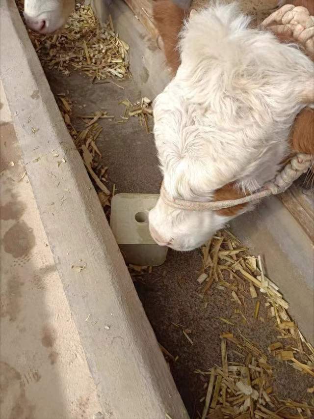 低日龄犊牛异食癖吃毛