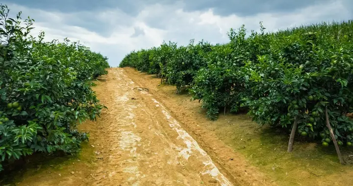 柑橘清园是果园管理中的关键环节，柑橘清园的重点是这些