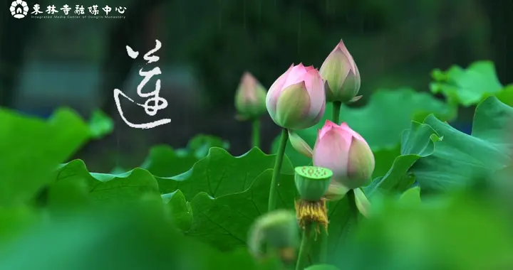 用另一种方式留住盛开的莲花：莲字的写法你认得几种？