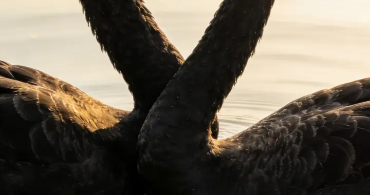 渣鹅出轨后续！与新欢近1年没下蛋，鉴定结果笑翻