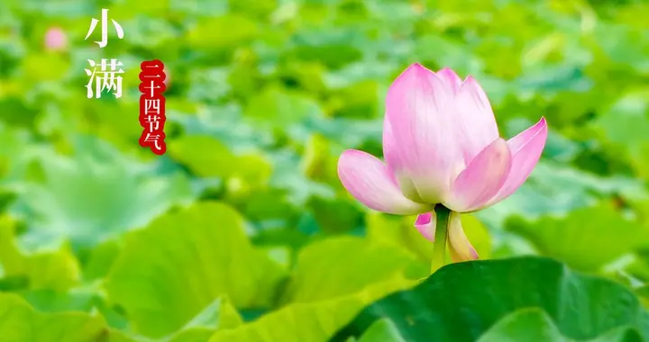 “一年旱涝看小满”，明日小满，今年的夏天是旱还是涝，看答案？