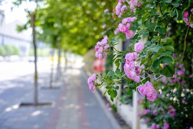 蔷薇札记：在时光里攀援的温柔