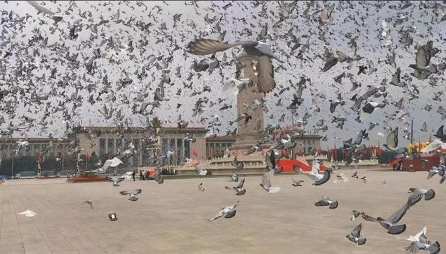 天安门广场放飞的10万只鸽子，都飞向了哪里？