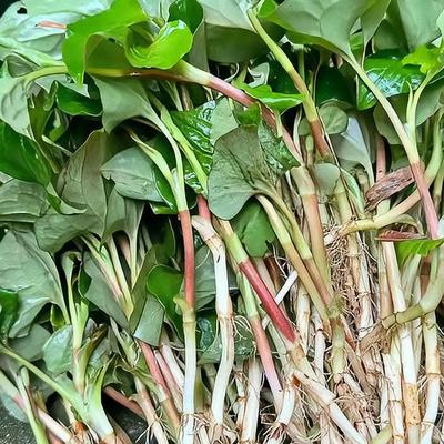 金色印记：因为帮儿子带娃后原因，我和老伴