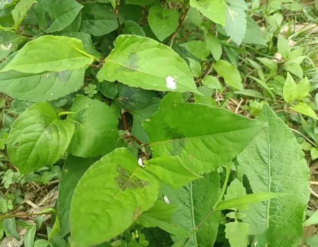 1种有“胎记”的植物，人称“五毒草”，用途很强大，你可认识？