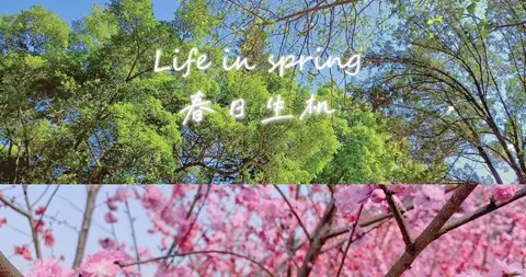 别只拍照！2026“赏花+”新玩法：花海露营、非遗夜游爆火