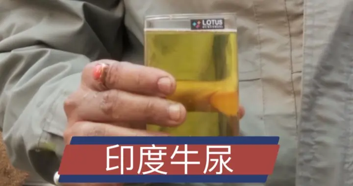 自己喝牛尿，还形成产业化出口，印度牛尿公司立誓挑战可口可乐！