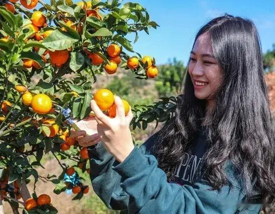 果实膨大肥十瓜果全能肥混合使用：科学配比让产量翻倍的黄金法则