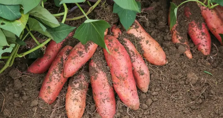 红薯倒栽正确方法，集平栽和斜栽的优点，很多人都理解错了