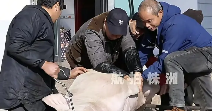 株洲杀猪宴后续：灿灿新回应，10头猪加到19头，准备100桌流水席
