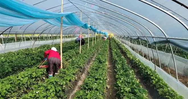 草莓1月管理清单：从棚温到采收，一步都不能错！