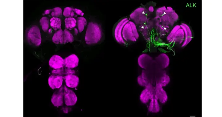 生孩子更长寿？清华大学研究：是真的，能激活这一长寿机制