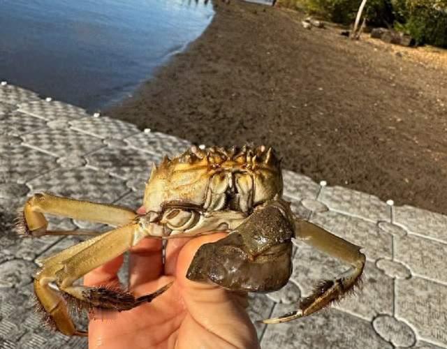 一只大闸蟹，让美国全州慌了！爬4米高墙、毁堤坝，禁令挡不住？