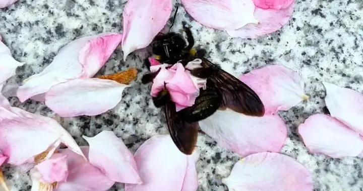 江苏网友拍到蜜蜂躺在地上不停地将花瓣揽入怀中，它为何这么做？