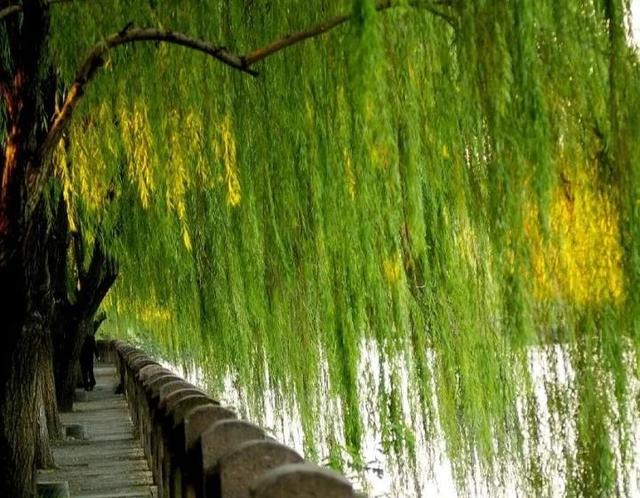 俗语“生不睡柳，死不睡杨”，亲属关系的杨和柳代表了怎样的含义