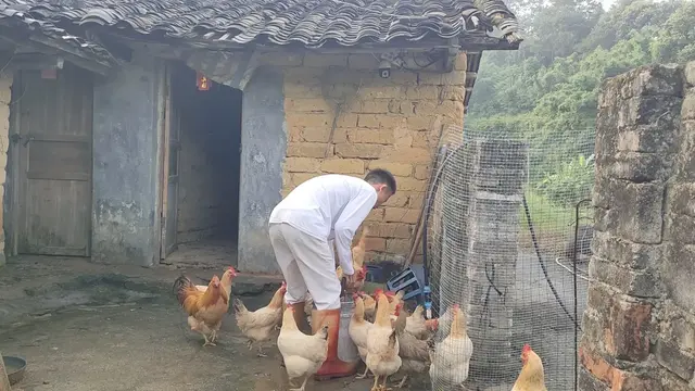 崇明农村老头的一天