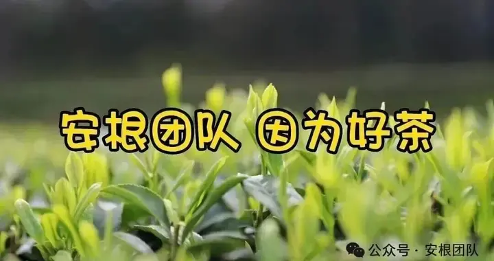 大食物观下茶产业如何转型？