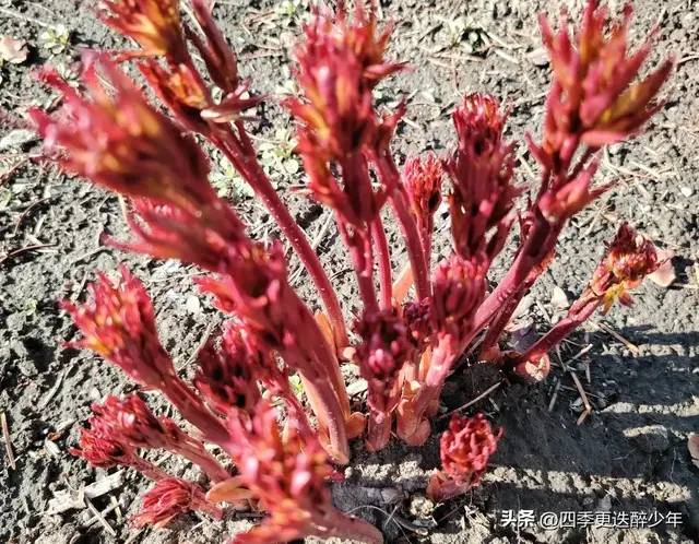 你好！我的人间四月天