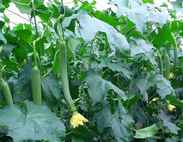 丝瓜别种多了，移栽后做好这几个基本管理，一棵就够半村人吃